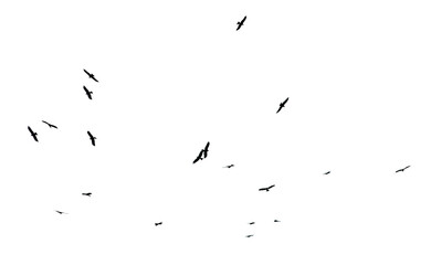 A flock of birds in flight isolated on a white background