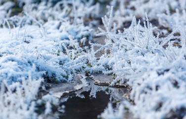 A field of grass covered in frost and snow