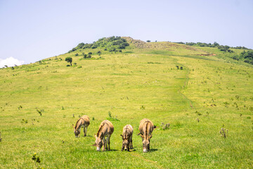 A herd of donkeys grazing on green grass on the hills on a sunny day