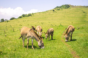 A herd of donkeys grazing on green grass on the hills on a sunny day