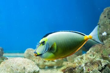 clown unicornfish (orangespined unicornfish)