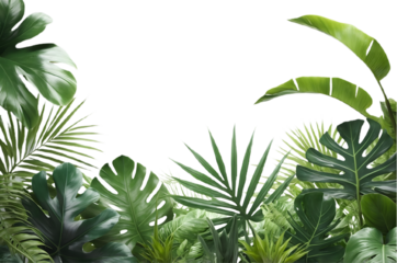 Tropical Green Leaves Frame Isolated on White Background