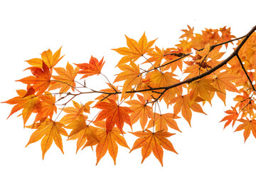 Fototapeta premium A branch of fiery orange-red maple leaves, showcasing autumn's vivid transformation against a plain background, highlighting natural beauty and seasonal charm, set against a transparent background