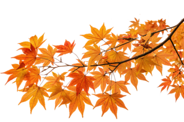 A branch of fiery orange-red maple leaves, showcasing autumn's vivid transformation against a plain background, highlighting natural beauty and seasonal charm, set against a transparent background