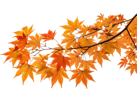 A branch of fiery orange-red maple leaves, showcasing autumn's vivid transformation against a plain background, highlighting natural beauty and seasonal charm, set against a transparent background