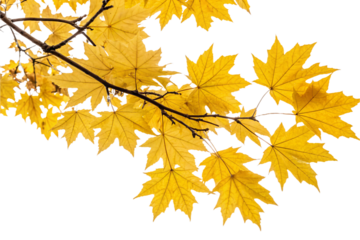 Vibrant golden maple leaves overlapping elegantly on a twig, creating a lively and luminous fall impression, celebrating the season’s peak, set against a transparent background
