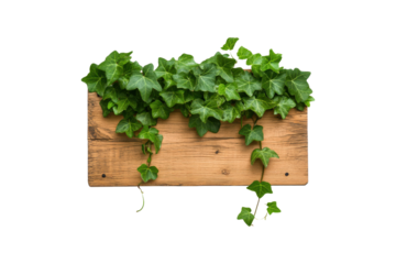 PNG ivy plant vines growing on a wooden board