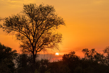 An orange African sunset with the sun still visible, with silhouetted trees, and clouds on the horizon, photographed in a game reserve in South Africa.