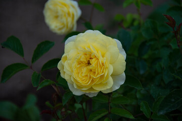 Lemon yellow rose on a blurred background in the garden in summer