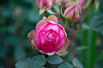 Pink rose on a blurred background in the garden in summer
