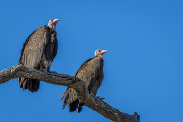 Two hooded vultures perched on a tree branch