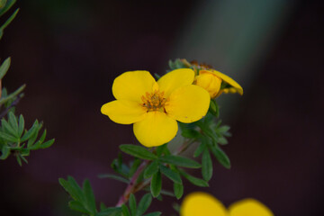 Yellow cinquefoil flower on a blurred dark background