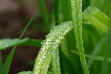 Green blades of grass with droplets of water after rain