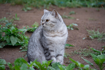 Gray British cat sits on the ground and looks to the side