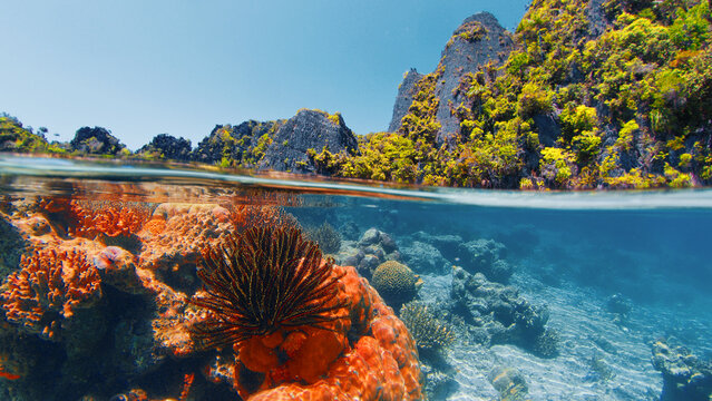 Sunlight illuminates a shallow coral reef with a tropical island in the background. Raja Ampat, Indonesia