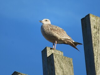 Mouette