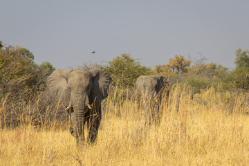 Bull elephants walking through grass