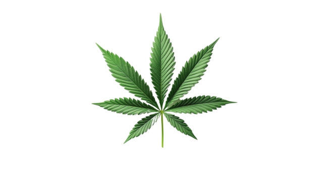 PNG, Medical, cannabis leaf isolated on white background, created and generated by AI technology.