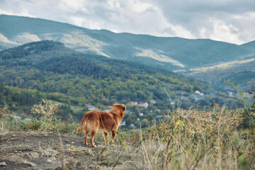 Magnificent landscape with a loyal companion a dog overlooking a valley and mountains on a hill journey