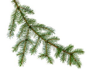 pine branch, pine-tree twig. Spruce . fir-tree. Decoration for new year and christmas, xmas festive and holidays. on transparent, png