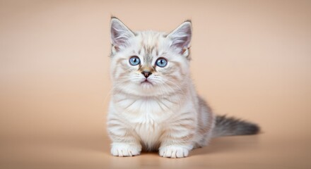 Fototapeta premium Fluffy kitten with blue eyes sitting on neutral background for pet portraits and animal photography