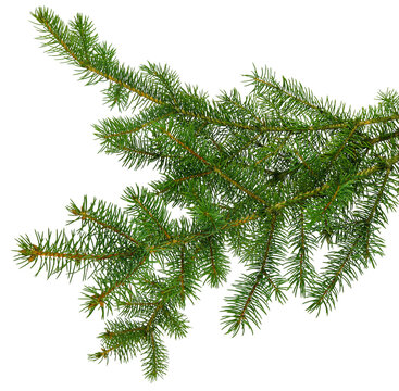 pine branch / pine-tree twig. Spruce . fir-tree. Decoration for new year and christmas, xmas festive and holidays.