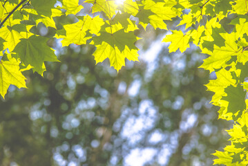 Green nature background with maple leaves
