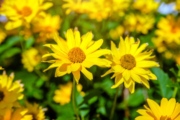 Yellow daisies grow in the meadow in summer
