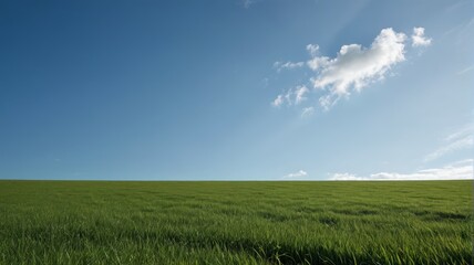 Obraz premium a field of green grass