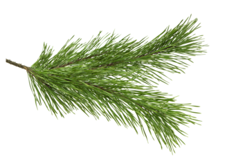 Christmas spruce twig. Pine. Fir new year twig. Decorative element. Close-up. Christmas decor. isolated on transparent, png