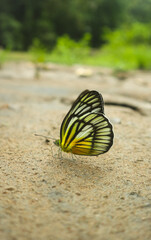 butterfly on the sand