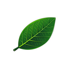 Obraz premium Lush Green Leaf Nature Plant Botany Ecology Foliage Botany Illustration Green Leaf Design Organic