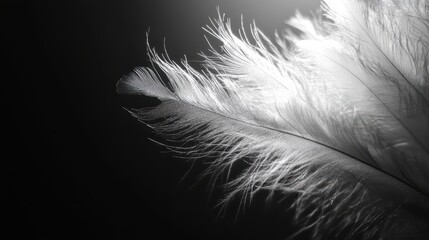 Obraz premium Delicate White Feather Macro Photography Black Background Simple Elegance Close-Up Nature's Beauty