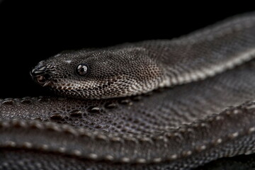 Dragon snake (Xenodermus javanicus)
