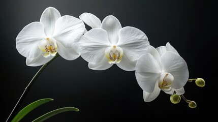 Captivating Closeup of White Orchid Elegant Mood Nature Black Background Detailed View Serenity Concept