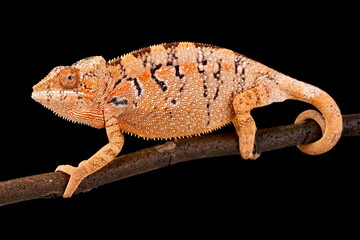 Panther chameleon (Furcifer pardalis) female