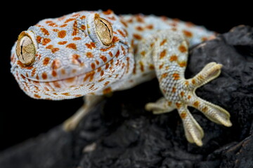Tokay gecko (Gekko gecko)