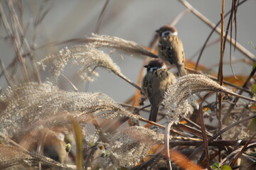 Image of a sparrow sitting on reeds at Junam Reservoir in Changwon