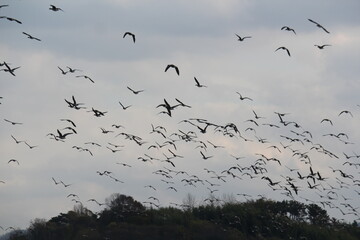 Image of migratory birds taking flight at Junam Reservoir in Changwon
