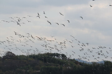 Image of migratory birds taking flight at Junam Reservoir in Changwon
