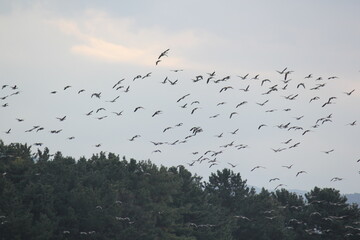 Image of migratory birds taking flight at Junam Reservoir in Changwon
