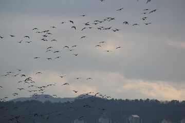 Image of migratory birds taking flight at Junam Reservoir in Changwon

