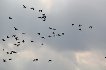 Image of migratory birds taking flight at Junam Reservoir in Changwon
