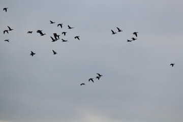 Image of migratory birds taking flight at Junam Reservoir in Changwon
