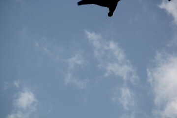 Image of migratory birds taking flight at Junam Reservoir in Changwon
