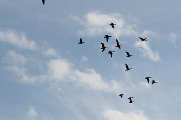 Image of migratory birds taking flight at Junam Reservoir in Changwon
