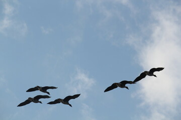 Image of migratory birds taking flight at Junam Reservoir in Changwon
