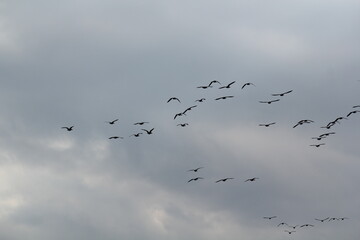 Image of migratory birds taking flight at Junam Reservoir in Changwon
