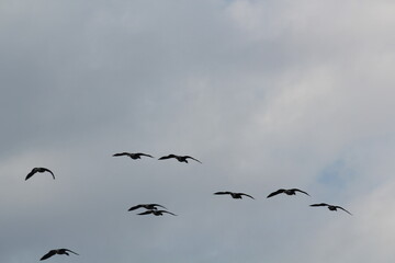 Image of migratory birds taking flight at Junam Reservoir in Changwon
