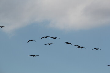 Image of migratory birds taking flight at Junam Reservoir in Changwon

